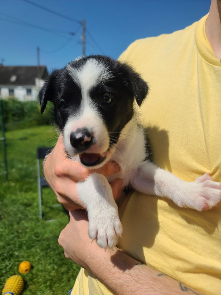 Anais - Chiot disponible  - Border Collie