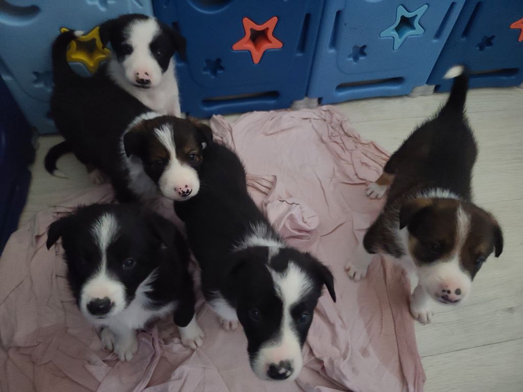 chiot Border Collie Anais